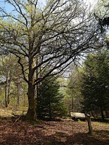 Arboretum Anould: Deutsche Eiche.