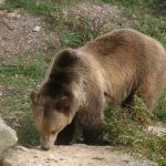 Bär im Tierpark Sainte Croix bei Rhodes