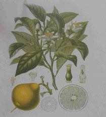 The Bergamot. CDHV.