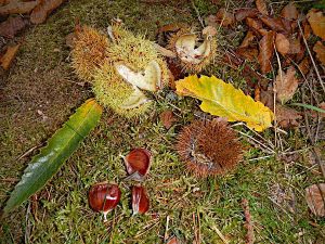 Esskastanie oder Edelkastanie. Blatt und Fruechte.