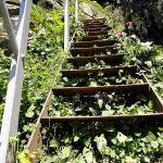 Wissen durch Wandern: Ein Wegabschnitt mit Eisenleiter auf dem Felsenweg.