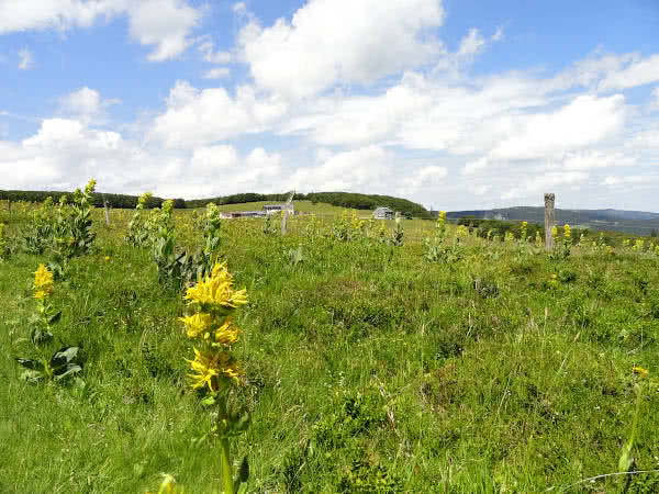 Hinter dem Gelben Enzian kann man die Ferme Auberge Aux Trois Fours erkennen.