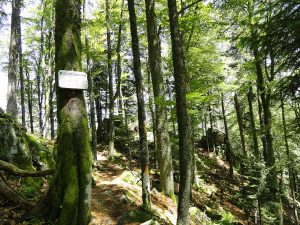 Der Felsenweg führt am Krappenfels vorbei.