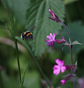 Große Erdhummel (Bombus magnus) im Anflug auf eine Rote Lichtnelke (Silene dioica)