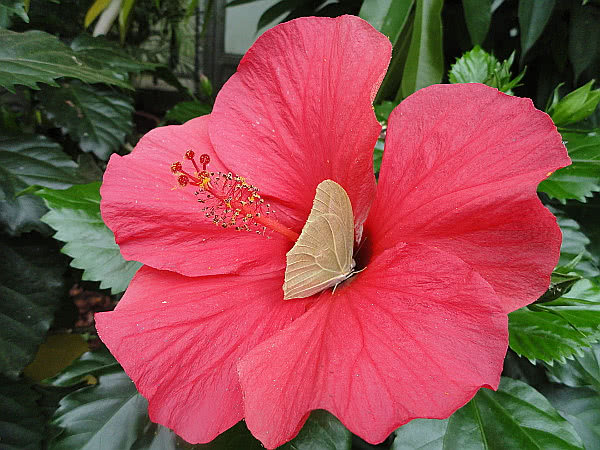 Heller Schmetterling auf roter Hibiskusblüte