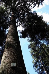 The most highest trees of Europe. Defile de Straiture.