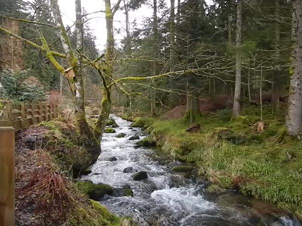 The Petite Meurthe upstream from Lancoir.