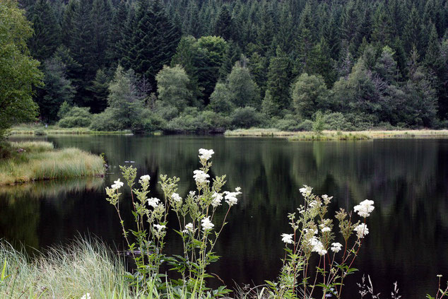 La tourbière Lac de Lispach avec la reine des prés.