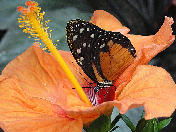 Monarchfalter auf oranger Hibiskusblüte