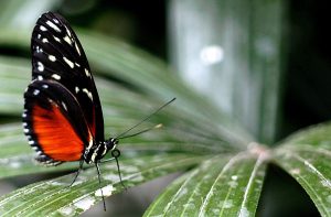 Rot-schwarzer Schmetterling