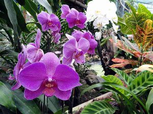 Violette Orchidee